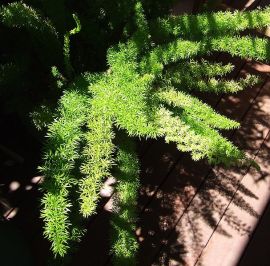 مطالب جالب در مورد گیاهان Asparagus_fern